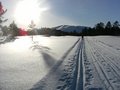 Fine spor i Helgetunmarka! Foto: Lisbet Stenbro