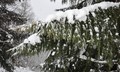 Snøen laver ned og det kan bli ei tung bør. Foto: Willy