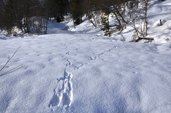 010312 vær hare hopp_1024x680