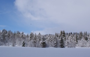 Nysnø sol _300x191