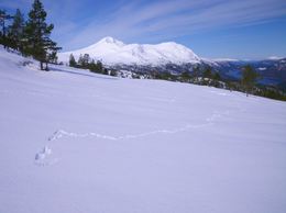 Talgøfjellet 002