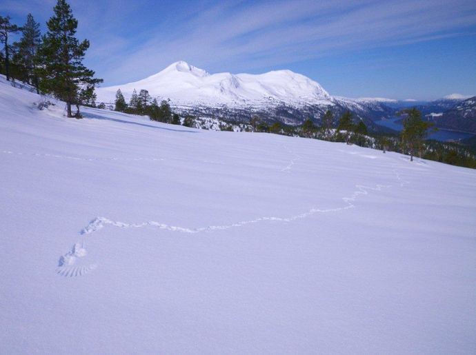 Talgøfjellet 002