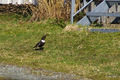Ringtrost på mellomlanding. Foto: OleT