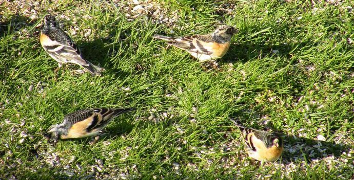 bjørkfinken vær 150512_1024x523