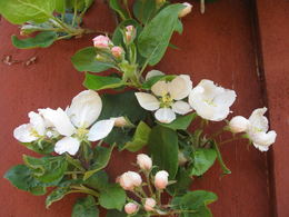 Epleblomster_1024x768