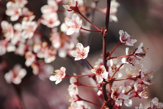 maiblomst_550x367