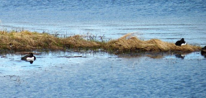 170512 vær toppand 2_1024x490