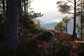 Er det nokon gong vakrare i skogen? Tørr, lun skogsbotn og dis over Hamnesfjorden og Åsskardfjorden i det fjerne.