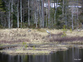 Eit av tranepara som bur i Rindal. Foto: OleT