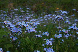 minneblomar i fullt flor_1024x684