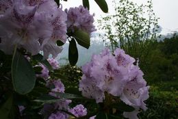 rododendron i full blomstring_1024x684