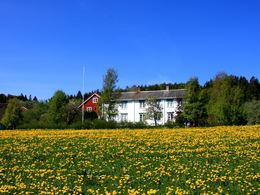 løvetanntid Trond 2_1024x769