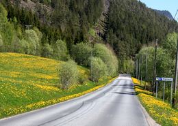 løvetanntid Trond 3_1024x727