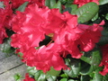 Tidligblomstrende rhododendron. Foto: Trond Moksnes
