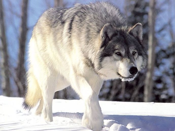 Ulv Wikip 800px-Canis_lupus_265b