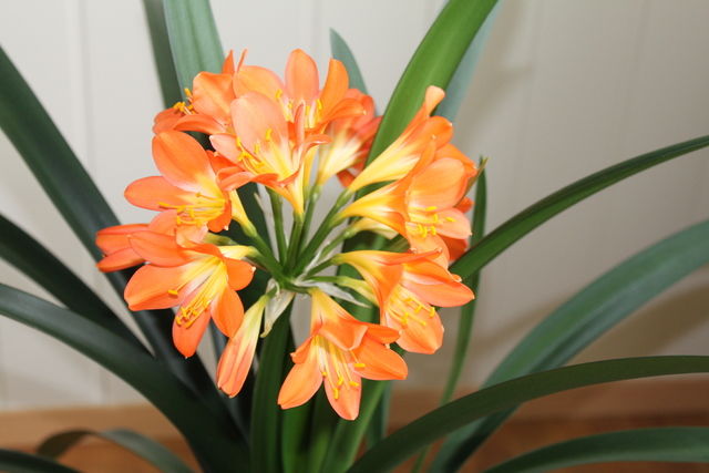 Clivia 1