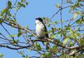 Hissigproppen i bjørka - stille under hekking! Svart kvit fluggusnappar. Foto: Willy