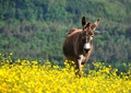Esel i smørblomstereng! Foto: Mari Vattøy