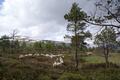 Saueslipp