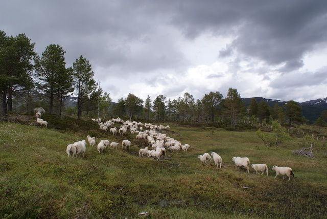 Saueslipp 3