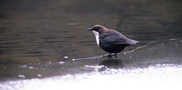 Fossekallen foretrekker små elver eller store bekker som veksler mellom fosser, stryk og stilleflytende partier