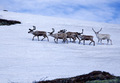 Tamreinen ved Skrommelvatnet kjøler seg. Foto: H.E.Folden