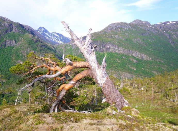 Urskog
