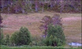 Middagskvil på myrullmyra
