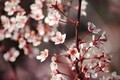 Nydelig blomst.