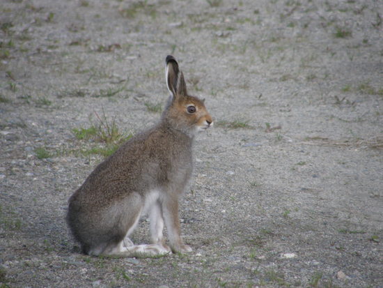 hare2_550x413
