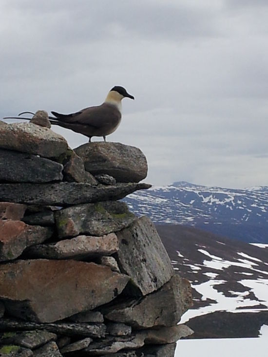 fjelljo_550x733