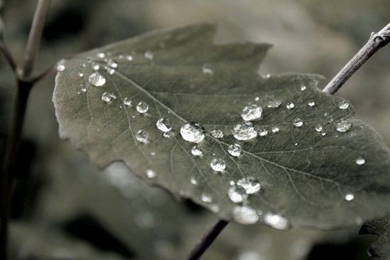 IMG_0440_550x367