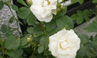 Kvite roser ved husveggen i Melasvingen 5