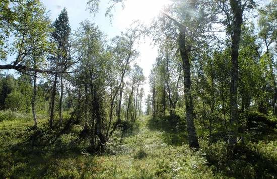 grønn motsol_550x356