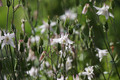 Fine blomster i mammas hage.