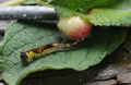 En åme og en utvekst, noen som kan navngi disse? Foto: Lise D. Løset