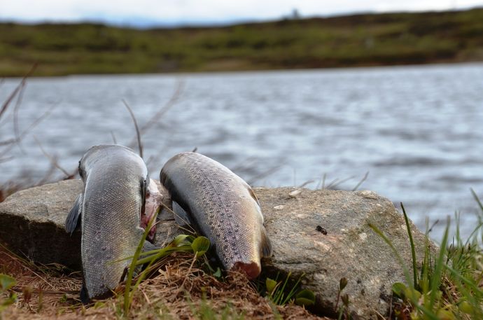 ørreter finnråa vær 210812_1024x678