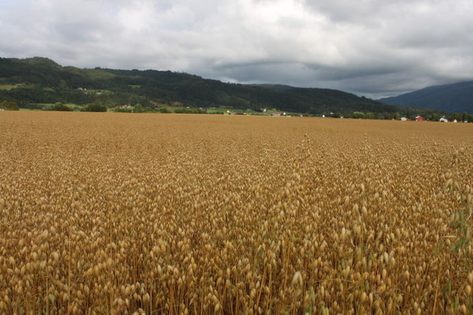 Kornåker_715x477