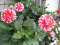 Georginer i sommerblomstring. Foto: Trond Moksnes