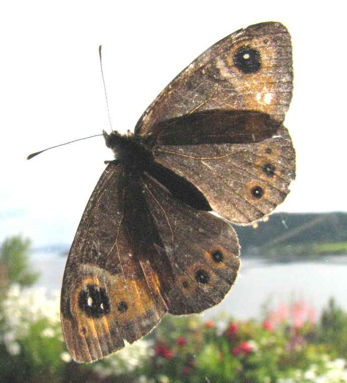 sommerfugl