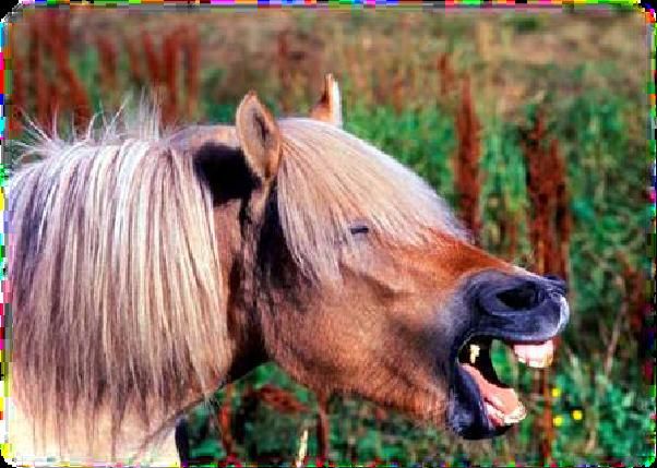 Hest glad