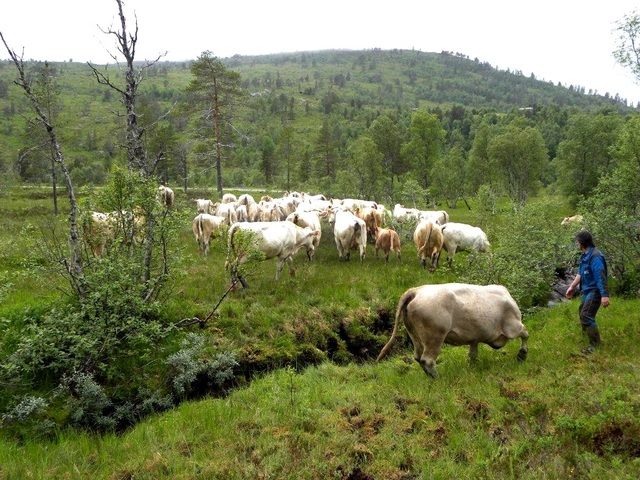 Charolaiskyr
