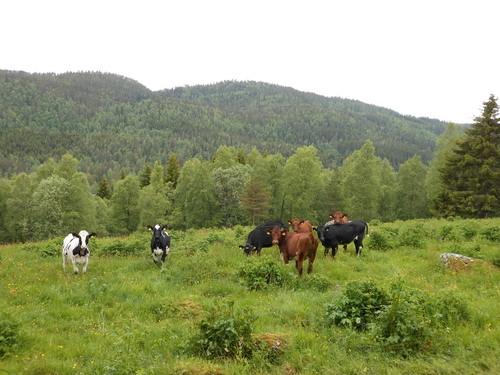 Kviger 