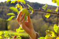 Innhausting. Foto: OleT