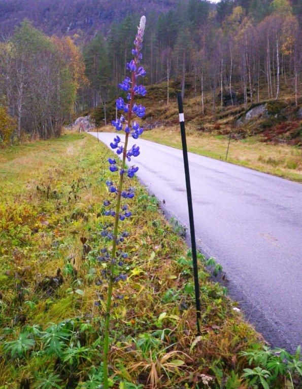231012 Bruset vær