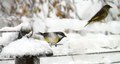 Verskifte og mykje snø. Det er livleg på fôringsplassen! Foto: Willy