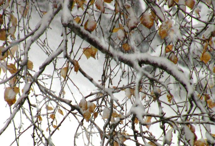 261012 vær høstbjør i snø_1024x694