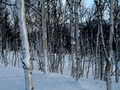 Strake skogen! Foto: Trond Moksnes