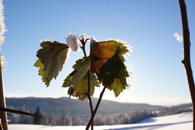 Løv med snø