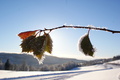 Tidlig vinter. Foto: Anne S.